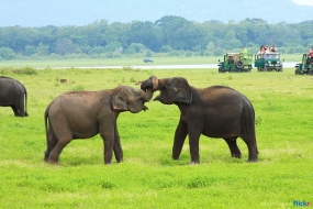 Elephants at Minneriya National Wild Life Park attract tourist