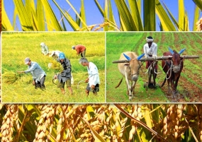Website to educate on Govt.&#039;s Paddy Purchase Programme launched