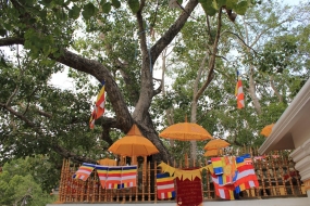 Sri Lanka to gift a Sri Maha Bodhi sapling to Thailand