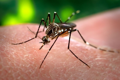 Suspected dengue cases islandwide over 22,873