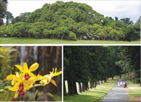 Sri Lnaka&#039;s National Botanical Gardens tops Rs.200 million