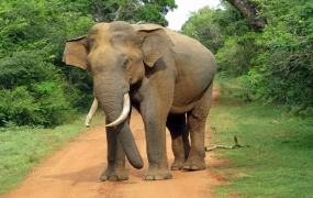 Increase in compensation payment for damages caused by wild elephants