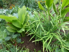Pepper, Turmeric and Ginger Cultivation to be strengthened