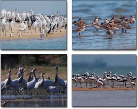 December declared as the National Bird Watching Month 2014