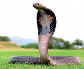 Viper Bites leads to Kidney failure among farmers
