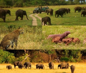 Increase in Tourists visiting Lunugamvehera National Wildlife Park