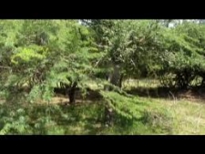 Katuandara Plant Invades Yala Wildlife Park
