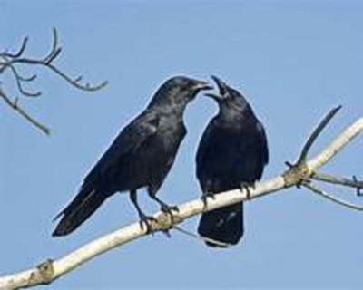 Crows  the smartest animal other than primates