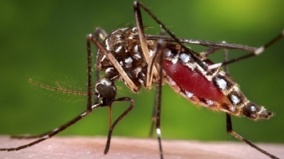 Dengue menace can be  eliminated by destroying breeding grounds