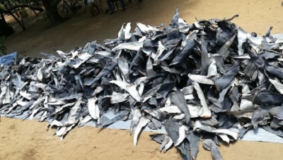 Person apprehended with a stock of shark fins
