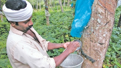 Impact of declining Rubber production to the economy