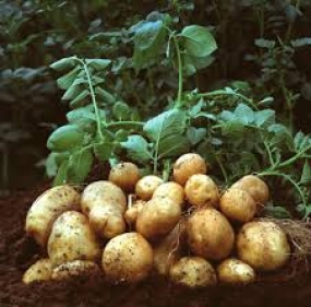 Potato harvesting begins for Yala Season