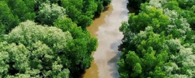 CNN says Sri Lanka&#039;s mangrove forests can save lives