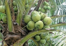 USD 01 billion revenue from Coconut based industries by 2020