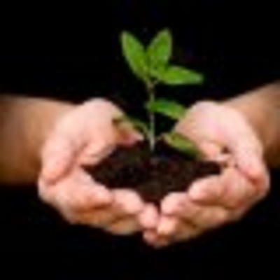 National program to plant one million trees on January 1st