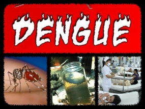 19,551  dengue cases reported from Jan. to Aug.2015