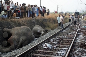 Committee to prevent elephant deaths by trains