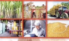 Sri Lanka's Four Sugar Industry Plants to be developed