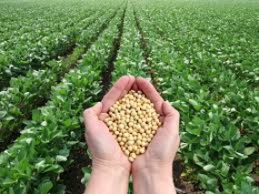 Soya Farmers request for a guaranteed price