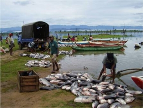 Freshwater fisheries contribute 13.7% to fish production in 2016