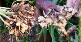Large scale Ginger cultivation