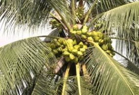 Coconut Industry to be developed