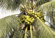 Coconut Industry to be developed