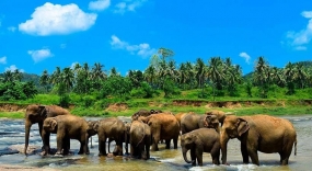 Pinnawala Elephant Orphanage to honour founder Minister