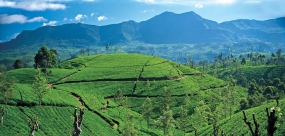 Sri Lanka Tourism to take Tea theme at World Travel Mart London 2015