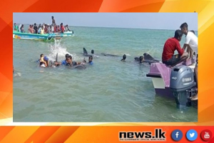 Navy renders assistance for safe release of whales stranded on Kudawa Beach, Kalpitiya