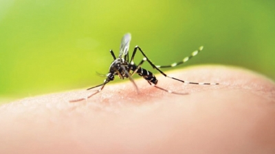 Dengue kills 47, ails 234,078 this year