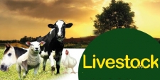 Livestock development in South