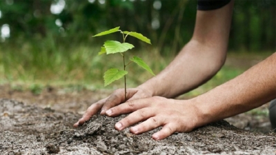Extensive tree planting campaign from January 1