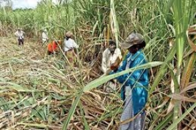 Drought Relief to 1700 sugarcane farmer families