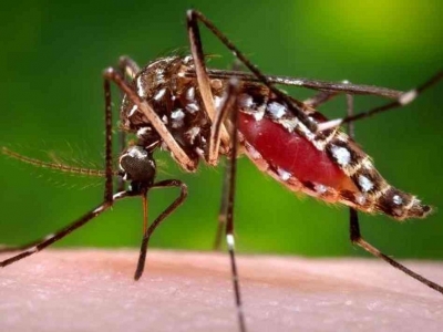 Western Province tops Dengue deaths, nears end 2018 toll at 54