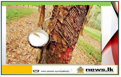 Establishment of a committee for the development of rubber cultivation and its affiliated industries in Sri Lanka.