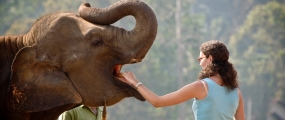 Pinnawala Elephant Orphanage earns Rs.243 million