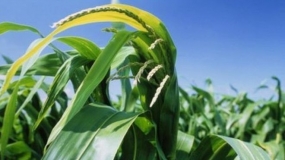 Scotland to ban genetically modified crop growing