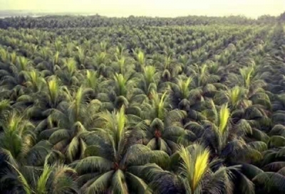 Mahaweli Coconut Plantations begins trading at CSE