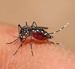 112,238 premises checked for dengue in December
