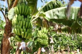 Pest disease destroys Banana Cultivation in Kurunegala District