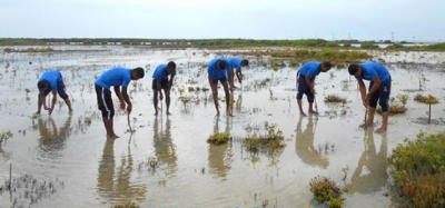 Navy launches ‘1000 mangrove campaign’ to protect coastal environment