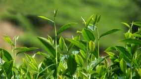 New technology and new breeds should be introduced to tea cultivation