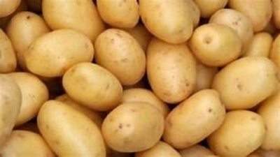 Wholesale price of potatoes drops to Rs.110 a kilo