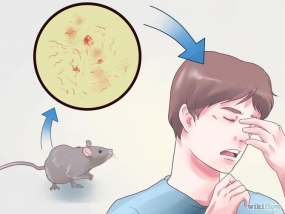 Rat fever on the rise - Epidemiology Unit