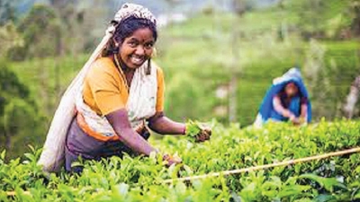 Tea export revenue for 2018 dips 2%