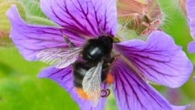 Global Warming Threatens Bumblebees