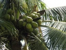 Markets in Europe, Russia, USA and Australia to be tapped for Coconuts