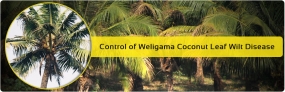 276,000 coconut trees felled in Weligama due to Leaf Wilt Disease