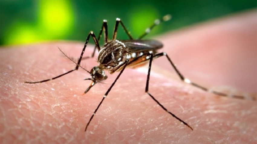 Dengue alarm: 55,894 cases, 74 deaths so far